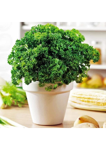 Kıvırcık Maydanoz Tohumu Atalık Saksı Tipi Moss Curled Parsley