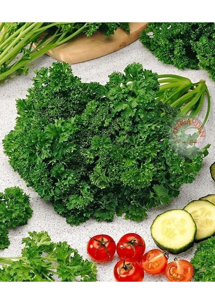 Kıvırcık Maydanoz Tohumu Atalık Saksı Tipi Moss Curled Parsley