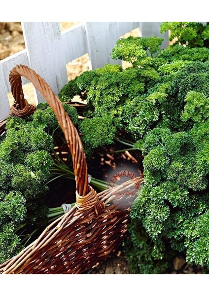 Kıvırcık Maydanoz Tohumu Atalık Saksı Tipi Moss Curled Parsley