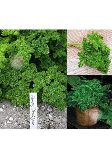 Yeşil Orman Maydanoz Tohumu Geleneksel Green Forest Parsley fiyatları
