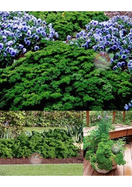 Yeşil Orman Maydanoz Tohumu Geleneksel Green Forest Parsley modelleri