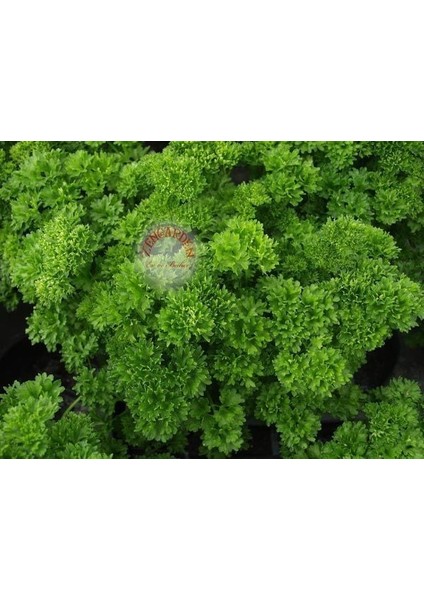 Yeşil Orman Maydanoz Tohumu Geleneksel Green Forest Parsley fırsatları