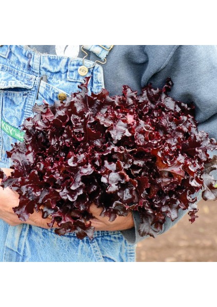 Kırmızı Marul Tohumu Atalık Salad Bowl Red