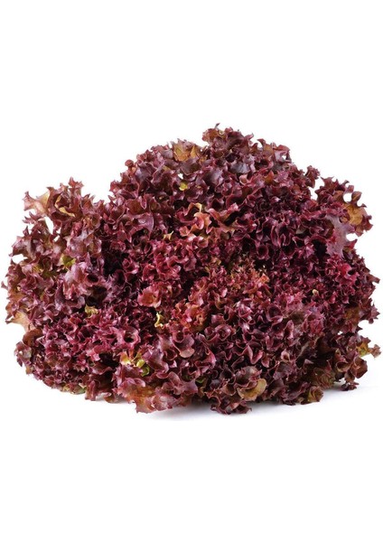Kırmızı Marul Tohumu Atalık Salad Bowl Red