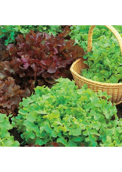 Kırmızı Marul Tohumu Atalık Salad Bowl Red