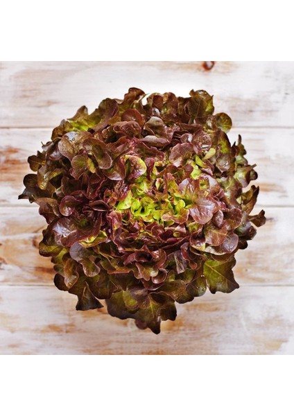 Kırmızı Marul Tohumu Atalık Salad Bowl Red