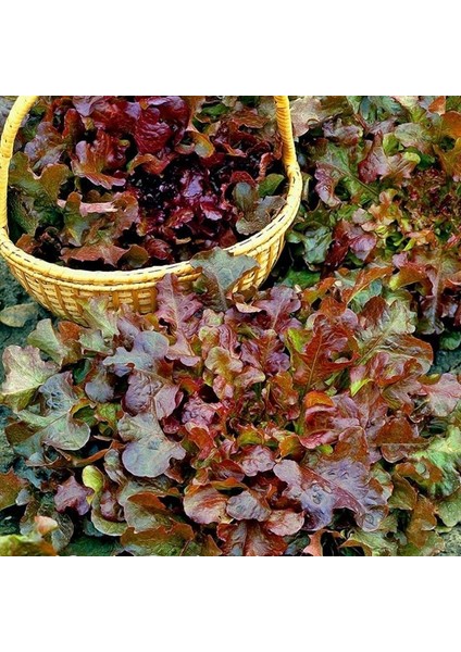 Kırmızı Marul Tohumu Atalık Salad Bowl Red