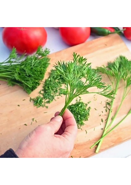 Menuette Maydanoz Tohumu Dereotu Yapraklı Çeşit