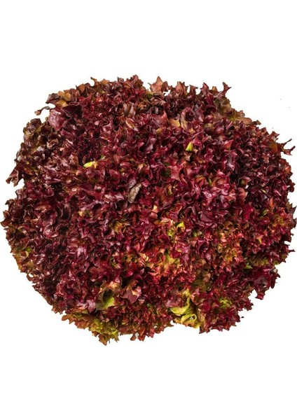 Lollo Rosso Kırmızı Marul Tohumu Atalık Çok Popüler