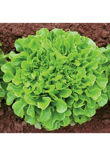 Meşe Yaprak Marul Tohumu Atalık Oak Leaf Lettuce
