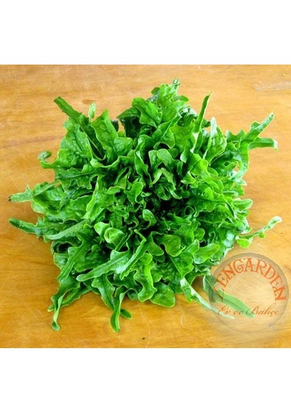 Meşe Yaprak Marul Tohumu Atalık Oak Leaf Lettuce