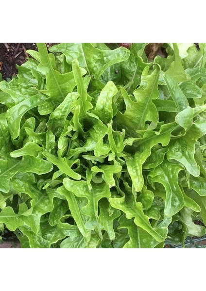 Meşe Yaprak Marul Tohumu Atalık Oak Leaf Lettuce
