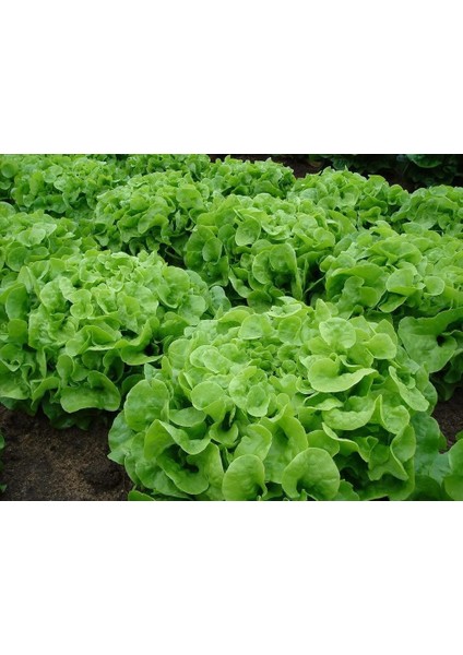 Meşe Yaprak Marul Tohumu Atalık Oak Leaf Lettuce