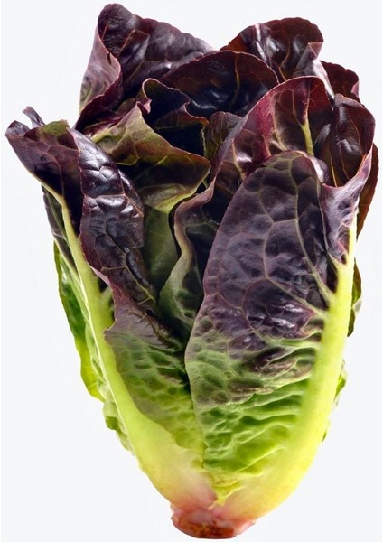 Red Romaine Kırmızı Marul Tohumu Atalık Kışa Dayanıklı fiyatları