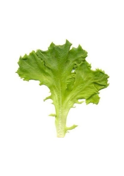 Yaprak Marul Tohumu Babyleaf Dantel Kenarlı