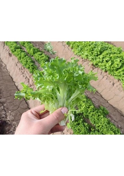Yaprak Marul Tohumu Babyleaf Dantel Kenarlı