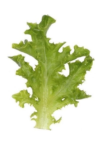 Yaprak Marul Tohumu Babyleaf Dantel Kenarlı