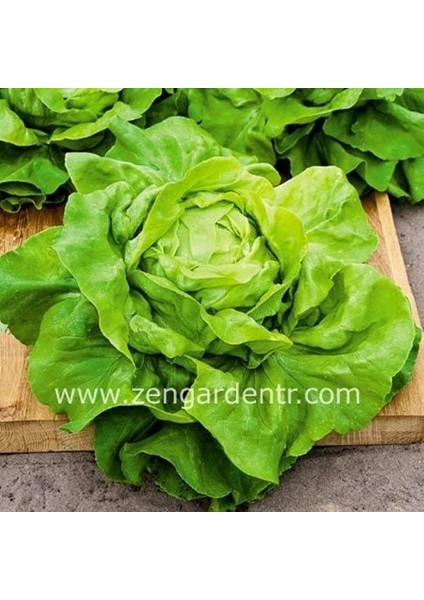 Göbek Marul Tohumu Atalık Butter Crunch Head