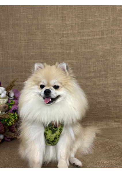 Greenossa Air - Mesh Göğüs Tasması Kedi Köpek Göğüs Tasması A22