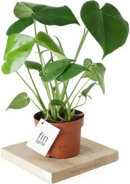 Monstera Deve Tabanı