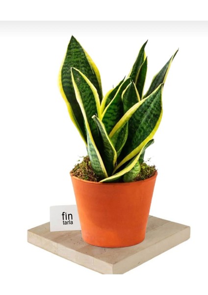 Kılıç Çiçeği Sanseveria