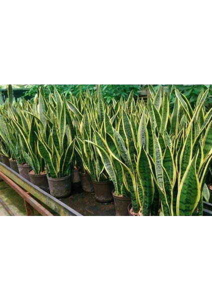 Kılıç Çiçeği Sanseveria fiyatları