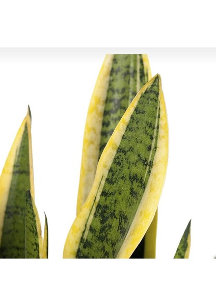 Kılıç Çiçeği Sanseveria modelleri