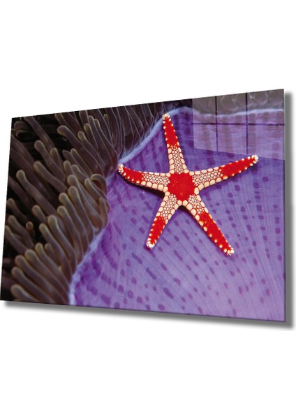 Deniz Yıldızı Cam Tablo Starfish