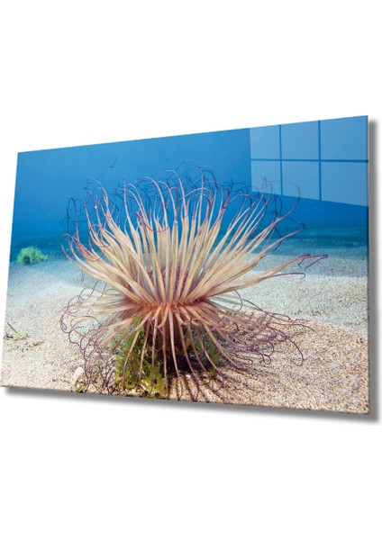 Sualtı Canlıları Cam Tablo Marine Life