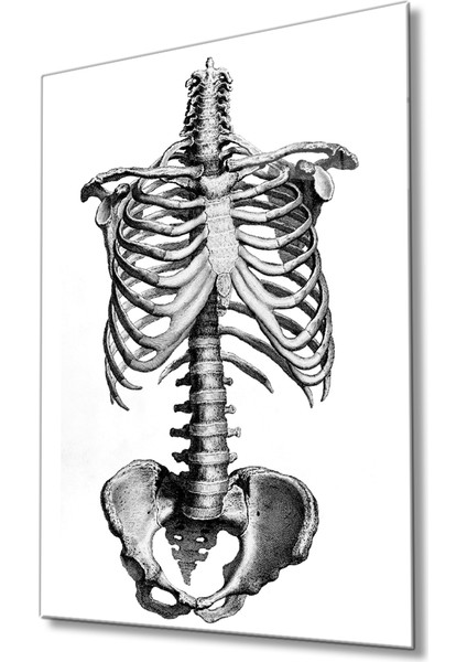 Insan Kemikleri Cam Tablo Human Bones