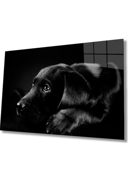 Köpek Hayvan Cam Tablo