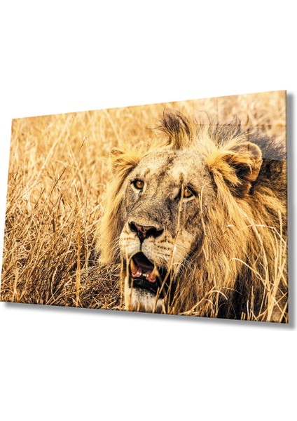 Aslan Cam Tablo