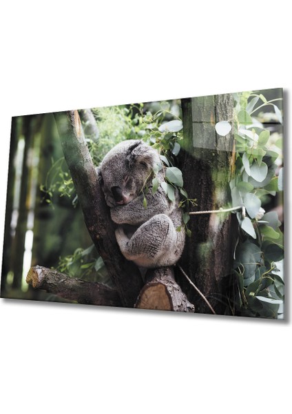 Koala Cam Tablo