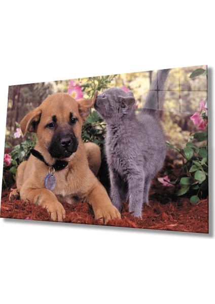 Kedi Köpek Cam Tablo