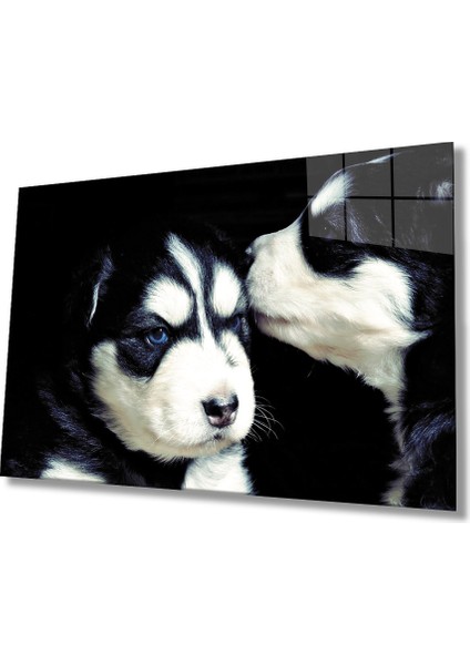 Kedi ve Köpek Cam Tablo