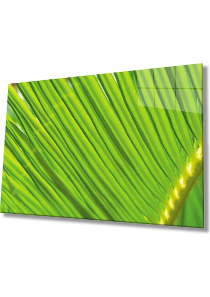 Yeşil Bitki Green Plant