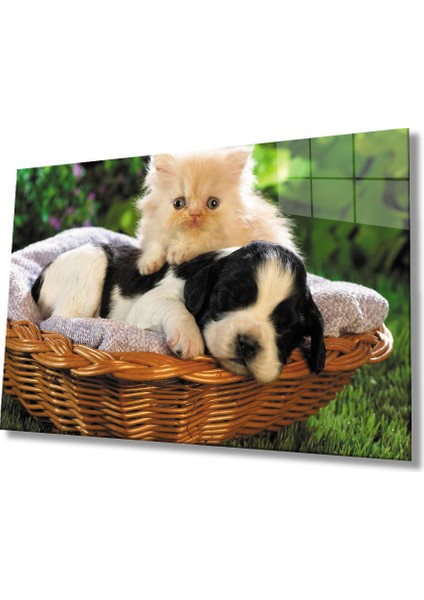 Kedi Köpek Cam Tablo