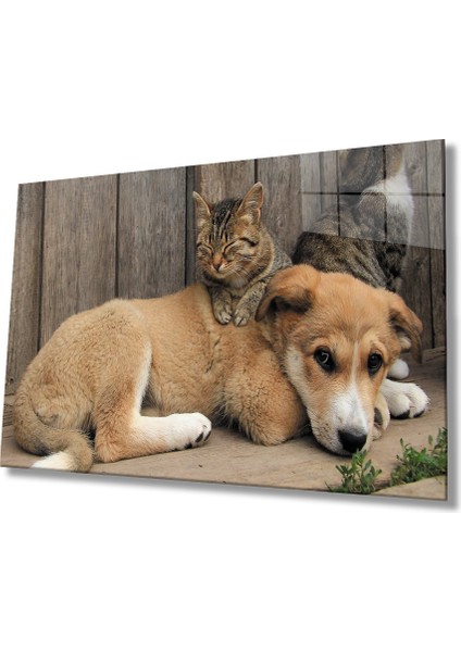 Kedi Köpek Cam Tablo
