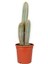 Kaktüs - Cereus 1