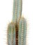 Kaktüs - Cereus 3