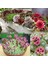Sempervivum Tohumu Tüm Türler Hens & Chicks Hybrids 4
