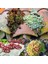 Sempervivum Tohumu Tüm Türler Hens & Chicks Hybrids 5