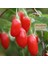 Goji Berry Tohumu Lycium Barbarum Seeds 4