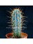 Mavi Kaktüs Azureocereus Tohumu Azureocereus Hertlingianus - Blue Cereus 1