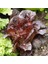 Super Red Romaine Kırmızı Yaprak Marul Tohumu Atalık 2