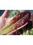 Super Red Romaine Kırmızı Yaprak Marul Tohumu Atalık 3