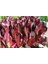 Super Red Romaine Kırmızı Yaprak Marul Tohumu Atalık 4