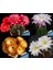 Echinopsis Kaktüs Tohumu Karışımı 2