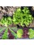 Mini Tango Marul Tohumu Atalık Lactuca Sativa 3