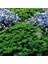 Yeşil Orman Maydanoz Tohumu Geleneksel Green Forest Parsley 1